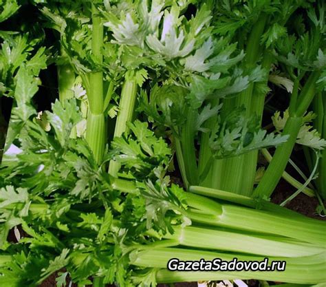 сельдерей » "Газета садовод" - сетевое издание