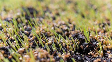 Whats The Best Way To Care For Your Lawn After Its Been Overseeded