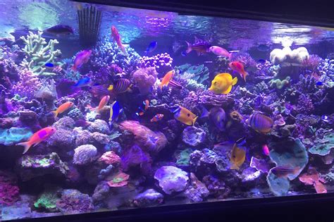 Taking Control Of Calcium Alkalinity And Magnesium Reef Builders The Reef And Saltwater