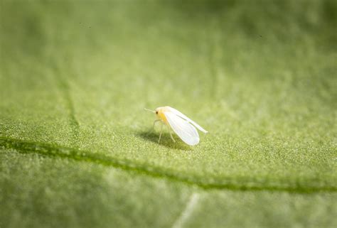 Aleurode des serres Biocontrôle dégâts et cycle de vie