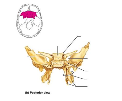 Sphenoid Bone Posterior View Diagram Quizlet