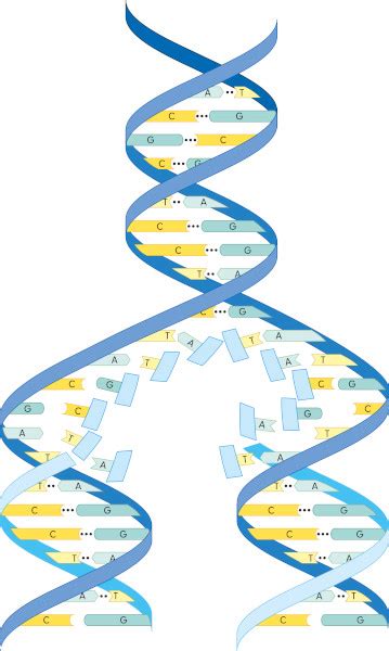 Replicação do DNA o que é importância processo Biologia Net