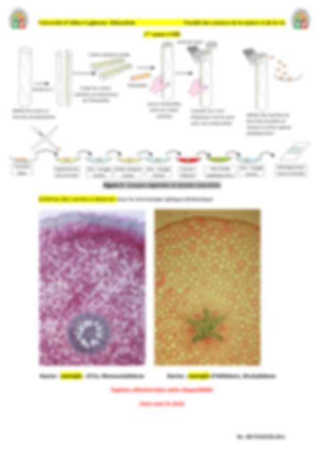 SOLUTION Techniques De Coupes Et De Coloration En Histologie V G Tale