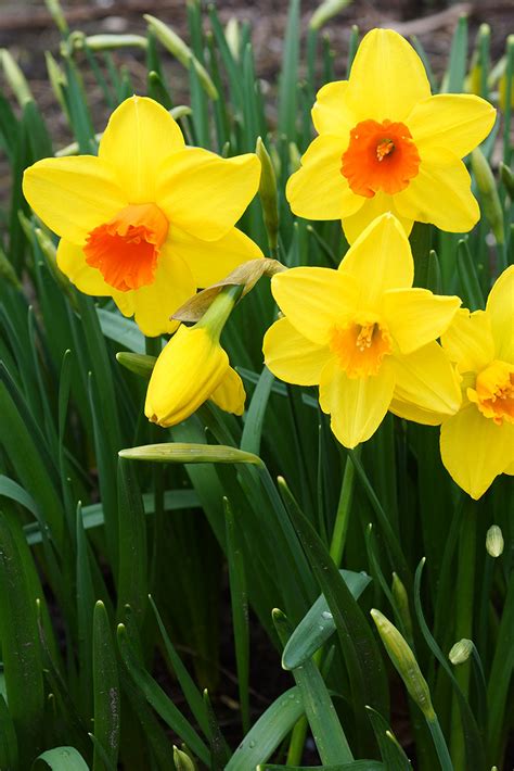 Daffodil Classic Garden – De Vroomen Garden Products | Landscape