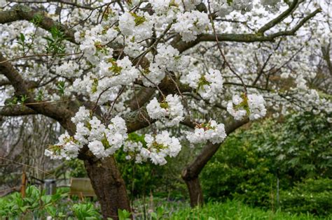 Japanese Cherry Prunus Serrulata Shirotae Double White Flowering Tree