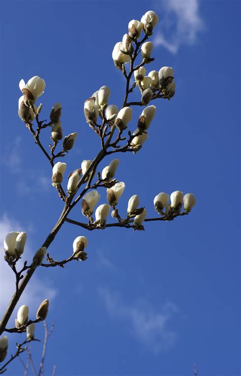 Magnolie Yulan Yulan Magnolia Magnolia Denudata A Photo On