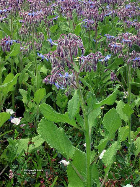 Borago; Borraja