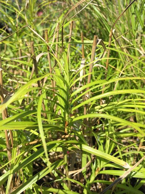 Palm Sedge Carex Muskingumensis North Shore Plant Club