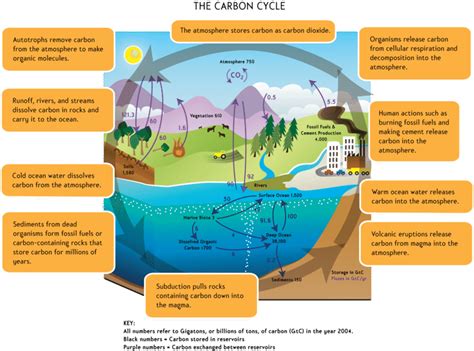 Carbon Cycle Ck 12 Foundation