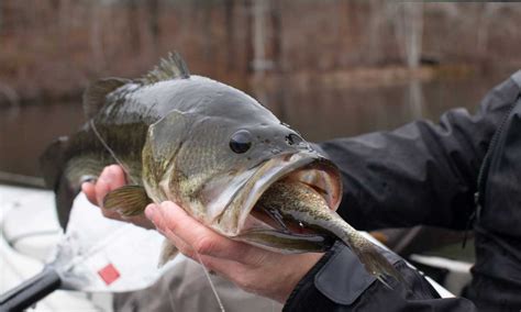 What Does Largemouth Bass Eat