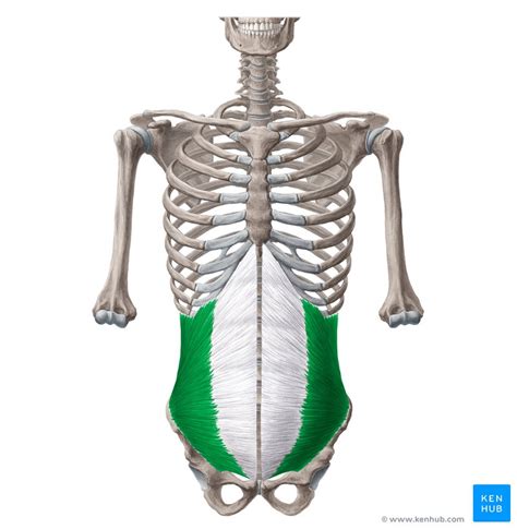 How To Do Oblique Crunches To Improve Your Core Muscles?