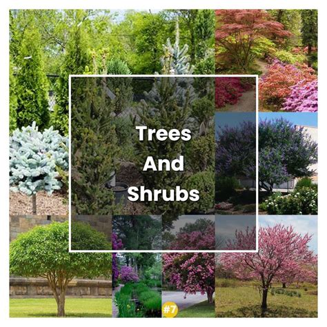 How To Grow Trees And Shrubs Plant Care And Tips Norwichgardener