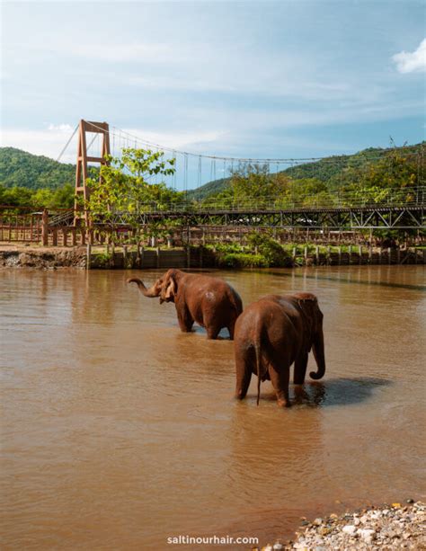 Elephant Nature Park in Chiang Mai, Thailand (Complete Guide)