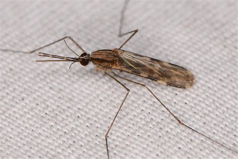 Anopheles Franciscanus Seen At Uv Light Anopheles Franciscanus