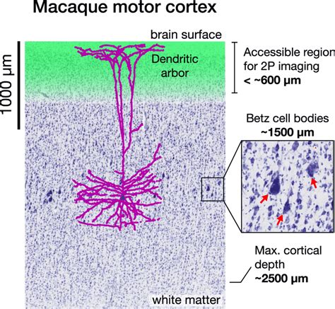 Dendritic Calcium Signals Are Readily Accessible From Layer Five