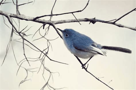 Blue birds in Florida – Global Birding Initiative