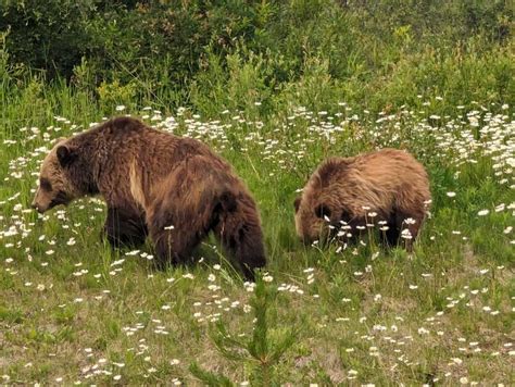 Meet the 2023 Grizzly Bear Field Crew! - fRI Research