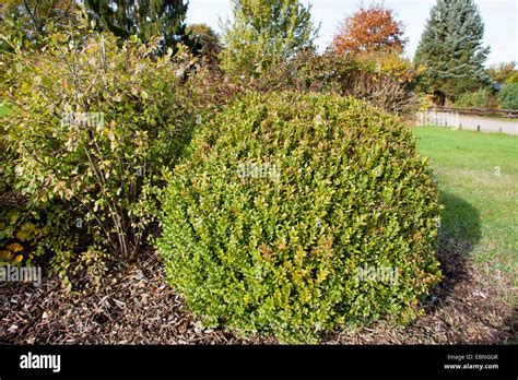 Common Box Boxwood Buxus Sempervirens Topiary Stock Photo Alamy