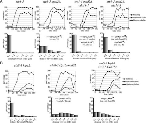 Cdc14 Activity Is Required For Spb Separation Induced By Sac