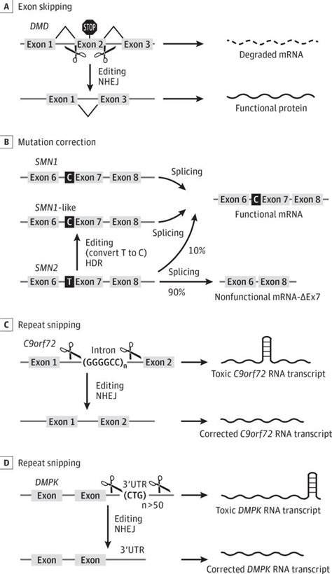 Genome Editing Of Monogenic Neuromuscular Diseases A Systematic Review Abstract Europe Pmc