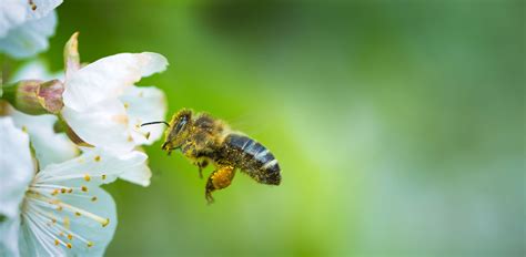 Leben Schutz Und Arten Der Honigbiene Nearbees