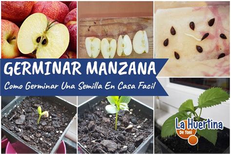 C Mo Germinar Semillas De Manzana Para Sembrar O Plantar La Huertina