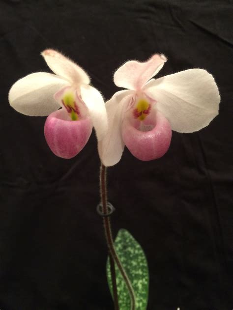 Orchid Fertilizing Schedule