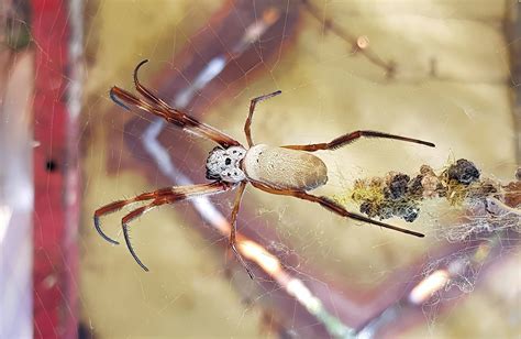 Juvenile To Mature Female Golden Orb Weaver Ausemade