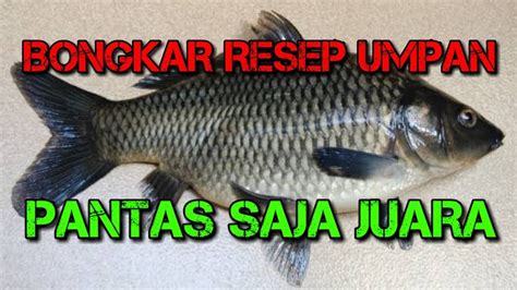 Seperti Ini Rahasia Umpan Ikan Mas Juara Mancing Harian Youtube