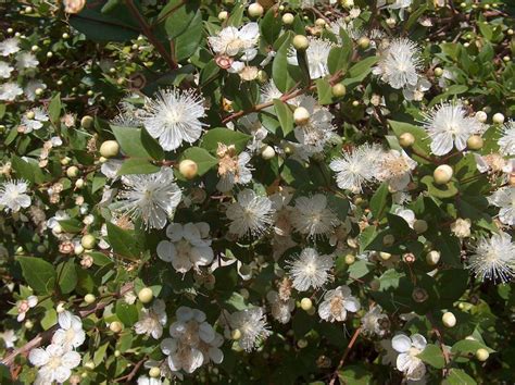 Myrtle: The Provenance and Meaning of a Plant – Smithsonian Libraries ...