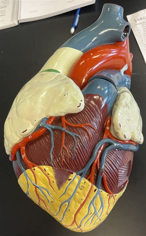 Surface Anatomy Anterior View Large Heart Model Diagram Quizlet