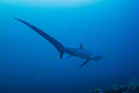 10 Thresher Shark Facts - Fact Animal