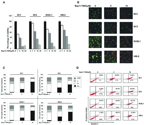 Down-regulation of NFkB pathway leads to inhibition of cell growth and ... 
