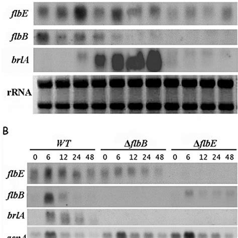 E, flbB, brlA and acnA (actin, loading control) mRNA expression. A ... 