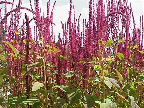 Growing Amaranth The Complete Guide To Plant Grow Harvest Amaranth