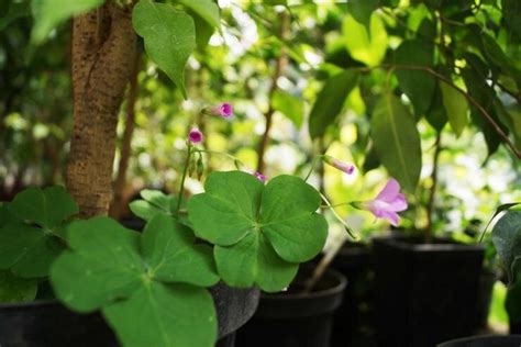 Правила и режим полива комнатных растений | Антонов сад - дача и огород ...