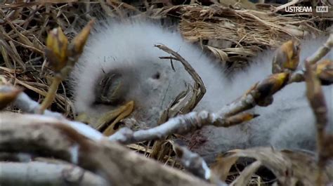 Raptor Resource Project Blog: Eaglet Growth and Development, Week Two