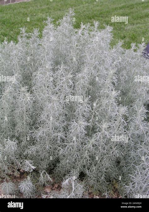 Artemisia Ludoviciana Silver Frost Stock Photo Alamy