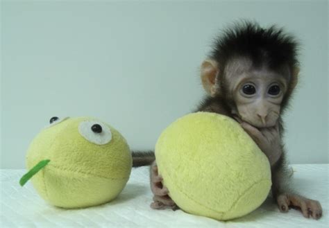 Monkeys Have Been Cloned, Paving the Way for Human Cloning | Live Science