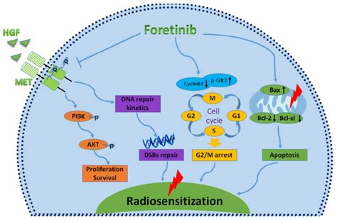 Characterizing the mechanisms of radiosensitization mediated by ...