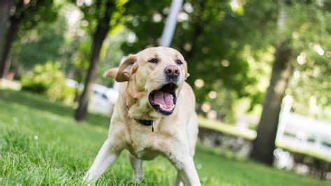 Que Significa Cuando Un Perro Te Ladra