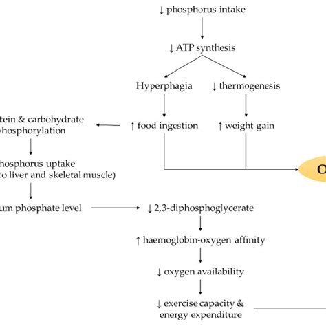 The mechanism of action underlying the possible link between phosphorus ...