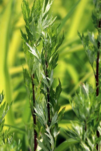 Gewöhnlicher Beifuß Artemisia Vulgaris Für Deinen Garten