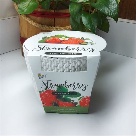 Buzzy Other Buzzy Brand Stawberry Complete Grow Kit Pot Seeds