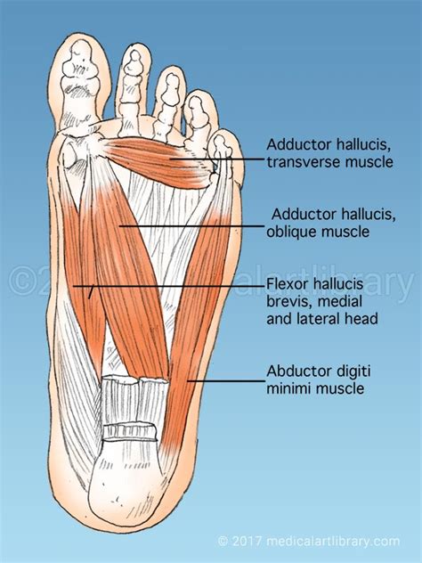 Medial Muscles And Bones Of The Foot Sole Labeled Human Anatomy Diagram Stock Photo Download ...