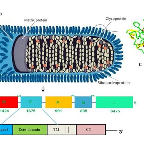 Pathogenesis Of Rabies Virus