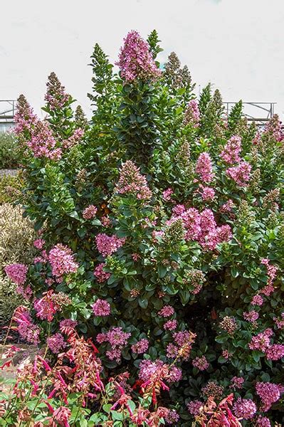 Escallonia Pink Elle 140mm The Garden Feast