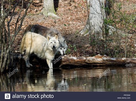 Wolf Pack Alpha Female Stock Photos & Wolf Pack Alpha Female Stock Images - Alamy