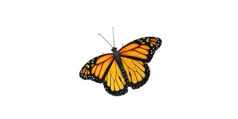 Monarch Butterfly Isolated On A Transparent Background 24064330 Png