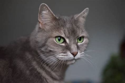 9 Grey Cat Spiritual Meanings What Does Symbolize